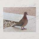 Buscar palomas postales Fotografía