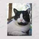 Buscar oreo postales Gatitos
