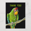 Buscar loros verdes postales Naturaleza