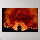 Buscar perro chino posters Negro