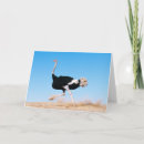 Buscar ostriches tarjetas Adorable