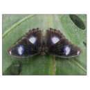 Buscar mancha tablas cortar Azul