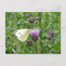 Buscar mariposas blancas postales General y unisex