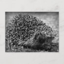 Buscar lomo postales Animales