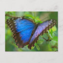 Buscar mariposa azul postales Naturaleza