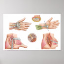 Buscar vasos sanguíneos posters Detalle