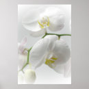 Buscar white orchid arte Tropical