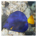 Buscar coral y azul azulejos Vida marina