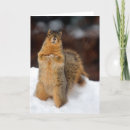 Buscar ardilla del invierno tarjetas Animal