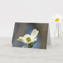 Buscar dogwood tarjetas Flor de dogwood