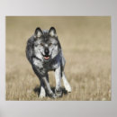 Buscar lupus de canis posters Naturaleza