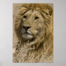 Buscar panthera leo posters Naturaleza
