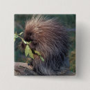 Buscar cautivo chapas Fauna