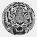 Buscar gato salvaje pegatinas Tigres