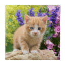 Buscar mascota azulejos Animal