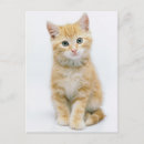 Buscar tabby postales Gatito de tabby