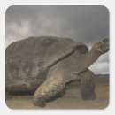 Buscar galapagos pegatinas Reptil