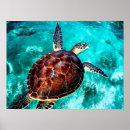 Buscar tortuga marina posters Vida silvestre
