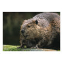 Buscar cautivo posters Animal