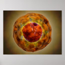 Buscar cromosoma posters Medicina