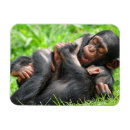 Buscar chimpancé imanes Primate