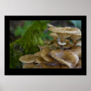 Buscar seta fotografía Toadstool
