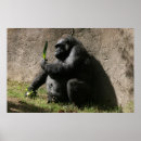 Buscar gorila salvaje posters Animal