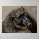 Buscar babuinos posters Animal