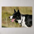 Buscar border collie arte Dog