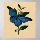 Buscar mariposa antigua posters Cosecha