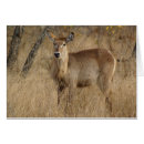 Buscar impala África
