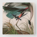 Buscar audubon relojes de pared Aves de américa