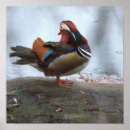 Buscar patos de mandarín posters Para todos