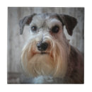 Buscar schnauzer azulejos Perro