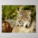 Buscar lince posters Lynx