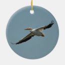 Buscar pelícanos adornos Naturaleza