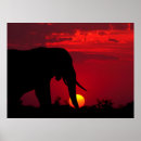 Buscar elefante posters Animales salvajes