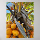 Buscar coco posters Palmera
