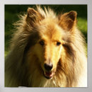 Buscar lassie Perros