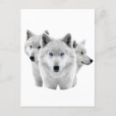 Buscar lobos blancos postales Nieve