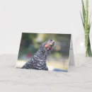 Buscar pollo divertido tarjetas Gallina