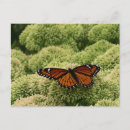Buscar mariposas hermosas postales General y unisex