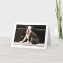 Buscar perro del terrier de boston tarjetas Perrito