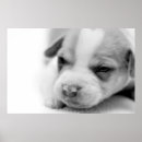 Buscar hoyo posters Animal