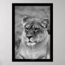 Buscar león blanco negro posters Naturaleza