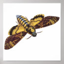 Buscar goliat posters Mariposa