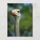 Buscar ostriches postales Divertido