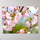 Buscar flor de cerezo posters Para ella