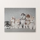 Buscar husky siberiano puzzles Animal