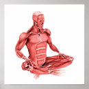 Buscar sistema muscular posters Pierna